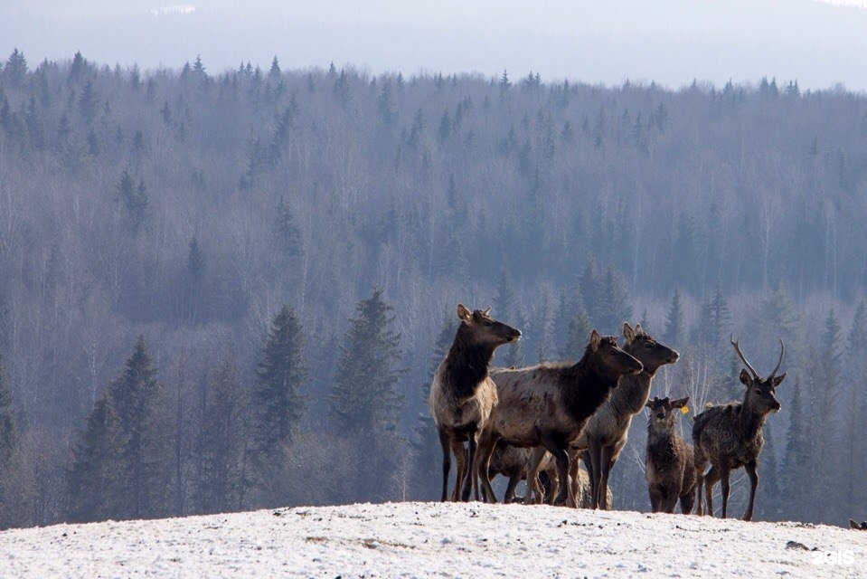 пантоцентр оленья застава. оленья застава пермь база. курорт оленья застава пермский край. оленья застава пермский край. пантоцентр оленья застава в пермском.