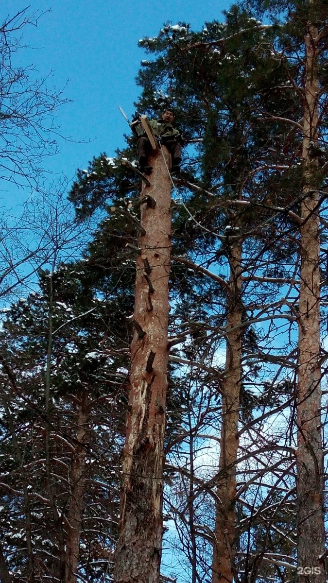 Деревья самарской области фото с названиями