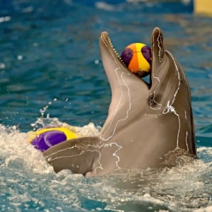Фото от владельца Нижегородский дельфинарий
