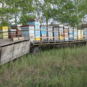 Фото от владельца Компания по продаже пчелопакетов, ИП Гуков В.В.