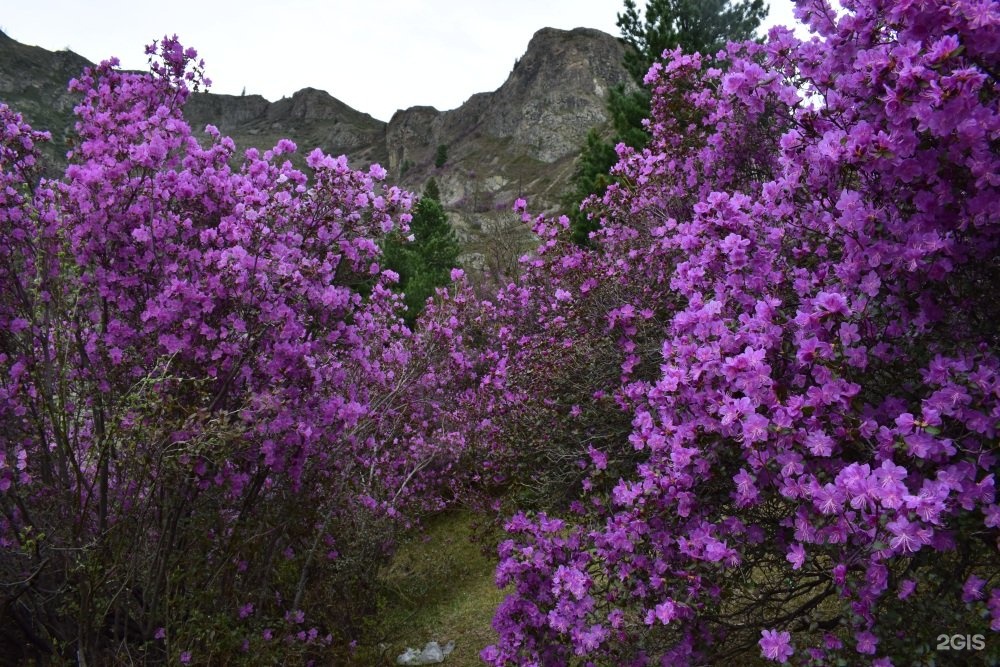 Алтайская сакура фото