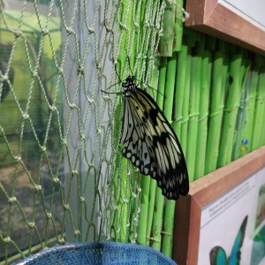 Фото от владельца Контактный зоопарк, Казанский парк тропических бабочек