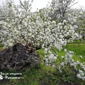 Фото от владельца Росинка, база отдыха