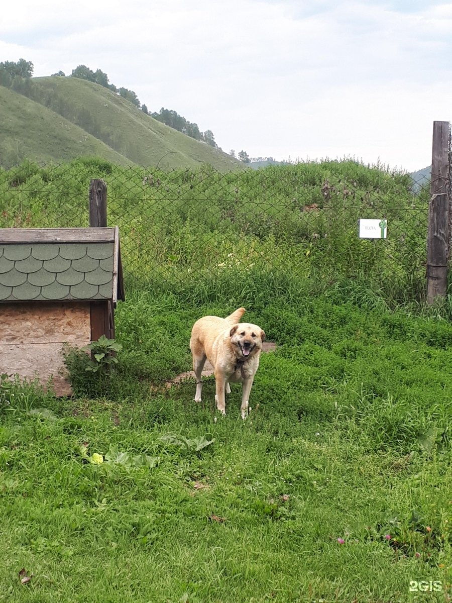 Зообаза нижний новгород. Зообаза горный Алтай. Зообаза черга горный. Зообаза черга горный Алтай. Зообаза Чемал.