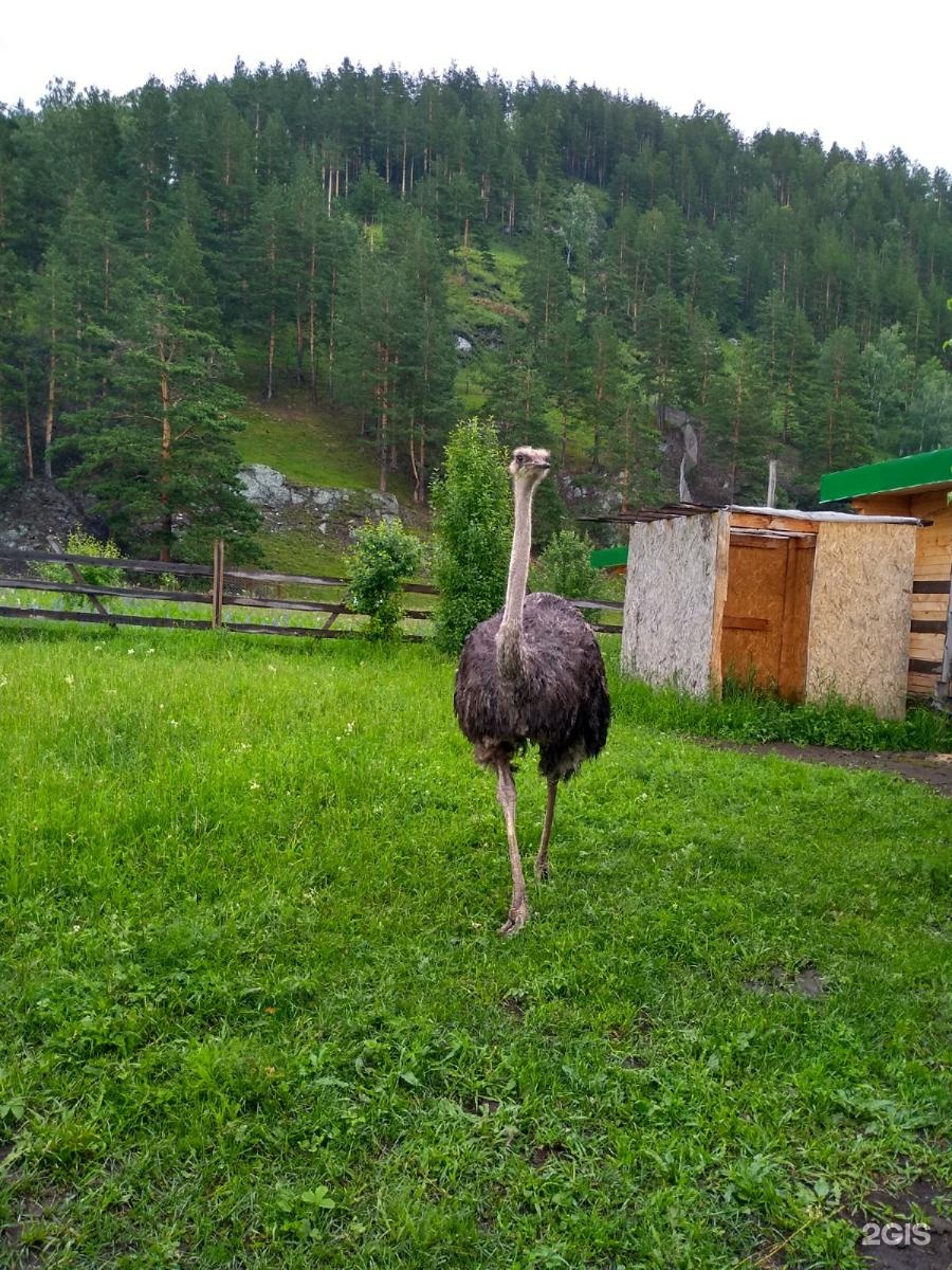 Лохматая ферма чемал фото