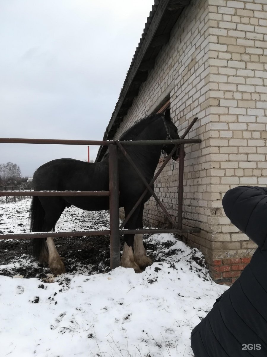 Баланс лошади.