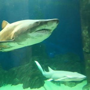 Фото от владельца Sochi Discovery World Aquarium, океанариум