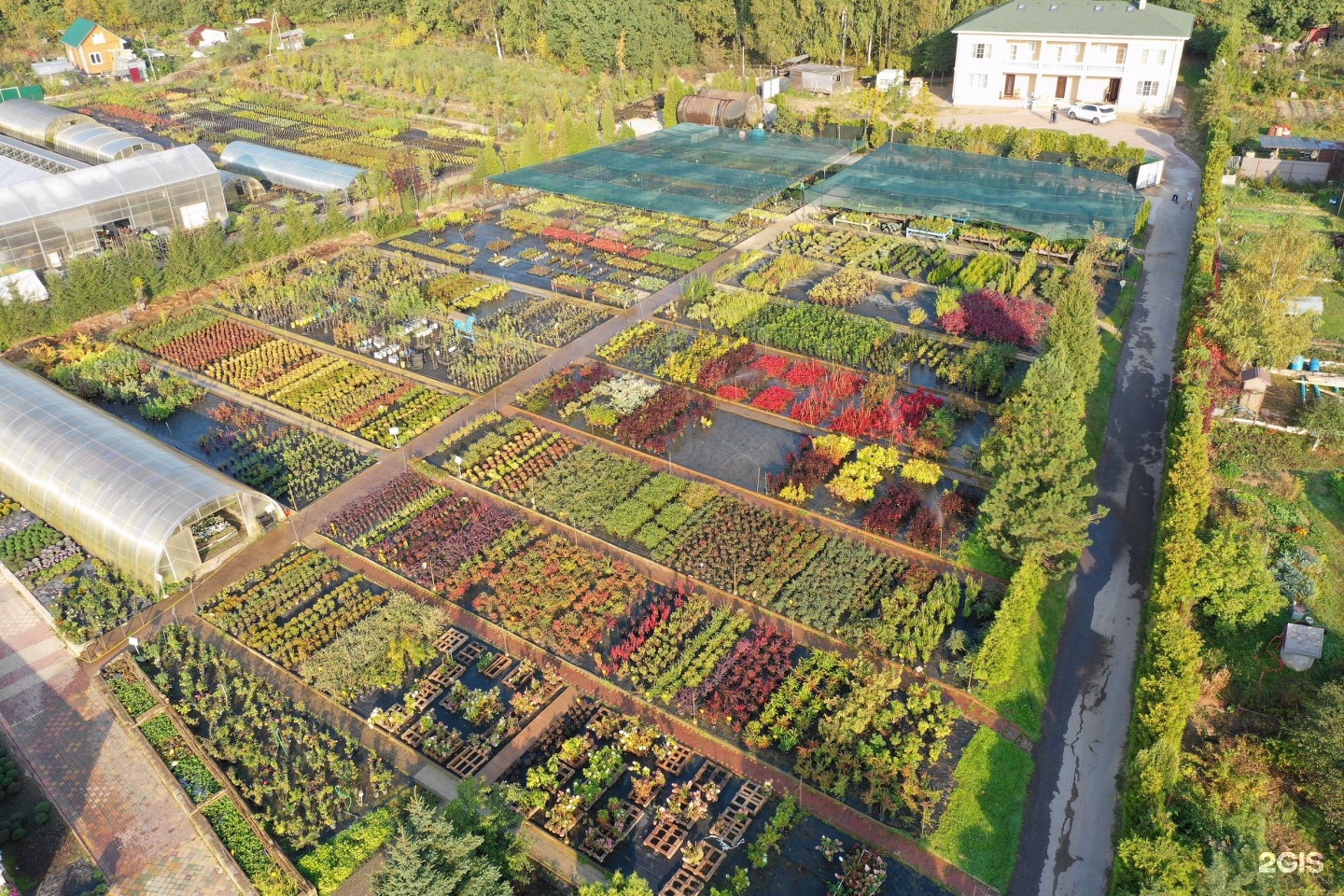питомник вашутино химки. питомник растений вашутина. вашутино питомник растений. питомник растений химки. фиттония питомник вашутино.
