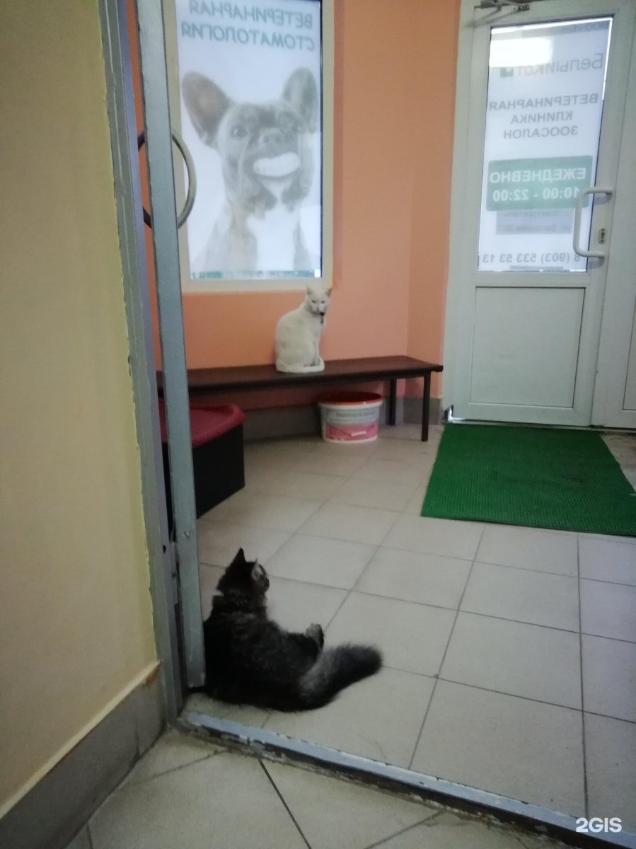 Электросталь белый кот