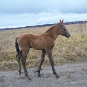 Фото от владельца Royal Horse, конный клуб