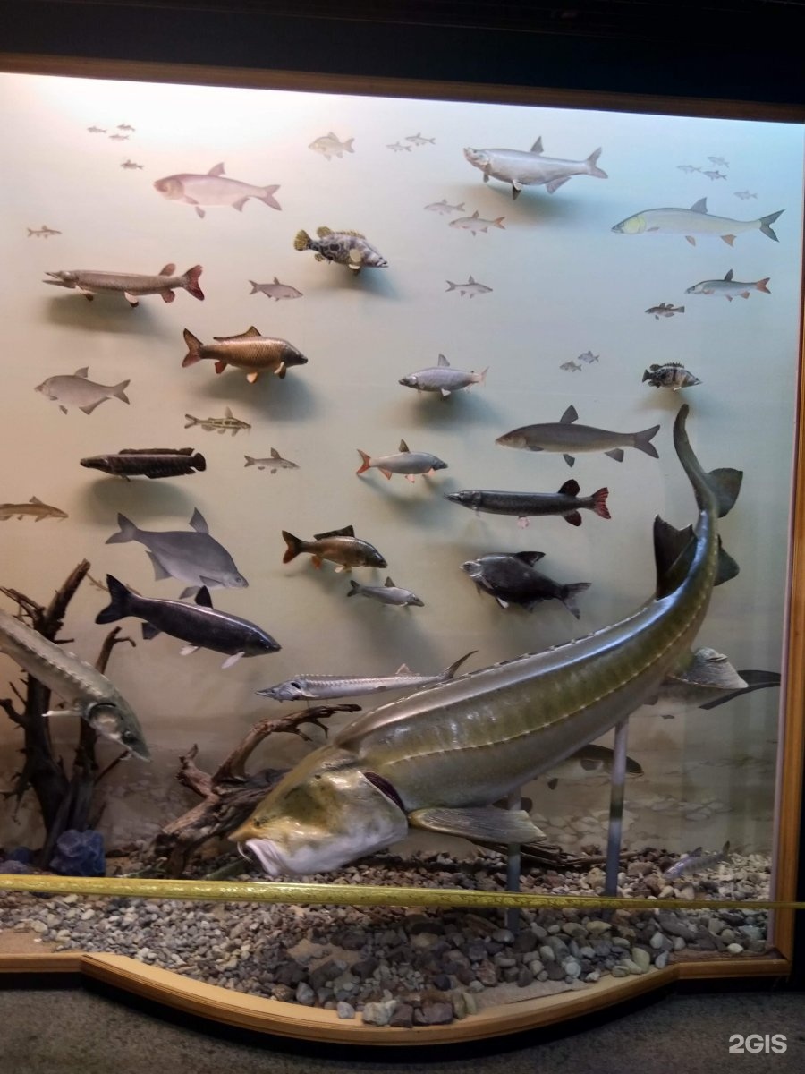 рыбы амура музей в хабаровске