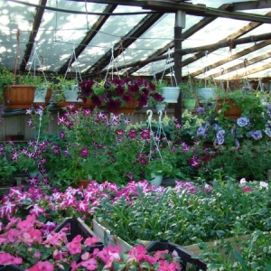 Фото от владельца Фабрика цветов, питомник растений