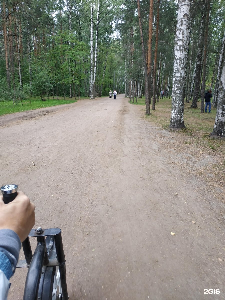 Сосновка парк СПБ элеутерококка. СПБ парк Сосновка криминал новости.