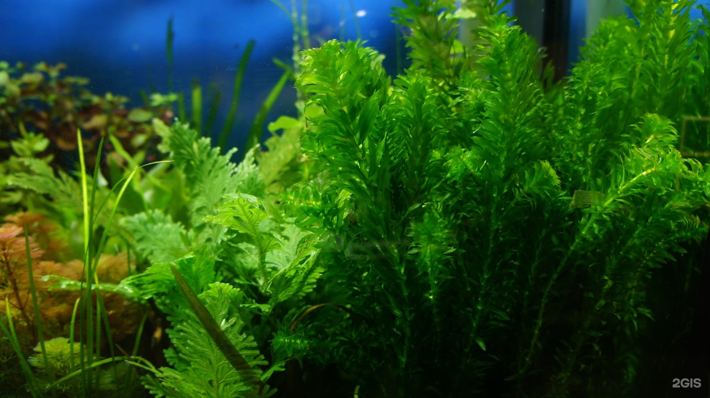 Экзоменю санкт петербург промышленная. Экзоменю санкт петербург промышленная. Экзоменю питер. Экзоменю, санкт-петербург. Экзоменю санкт петербург промышленная.