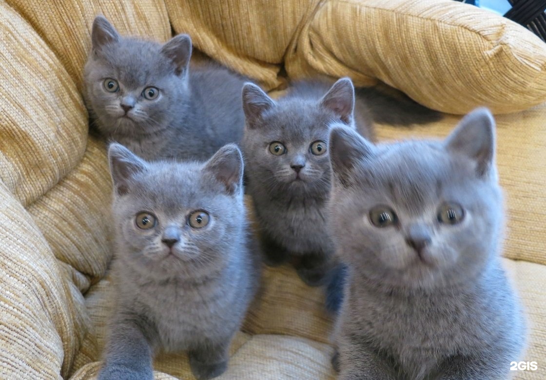 Купить кошку в калининграде. Британские голубые котята. Заводчики голубого британца. Британские котята голубого окраса много. Котята британские плюшевые.