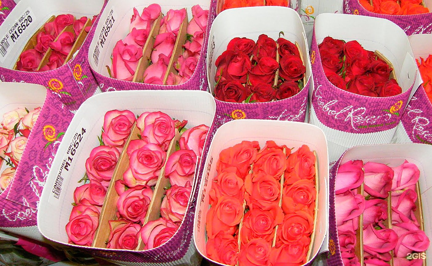 Купить розы от производителя. Пачка роз. Оптовая упаковка роз.