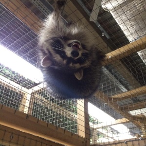 Фото от владельца Ребятам о зверятах, контактный зоопарк