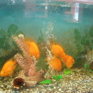 Фото от владельца Аквариумы от Ихтиандра, компания по обслуживанию и продаже аквариумов и уходу за их обитателями