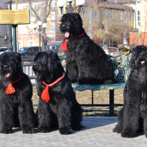 Фото от владельца Magic Groom, студия груминга