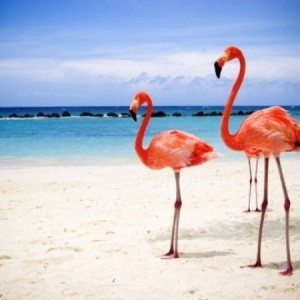 Фото от владельца Фламинго, туристическое агентство