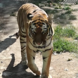 Фото от владельца Алматинский зоопарк