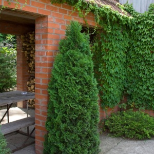 Фото от владельца Зелёный двор, питомник декоративных растений и ландшафтного дизайна