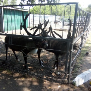 Фото от владельца Карагандинский государственный зоопарк