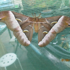 Фото от владельца Парк тропических бабочек