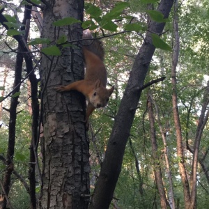 Фото от владельца Екатеринбургский Центральный Парк Культуры и Отдыха им. В.В. Маяковского