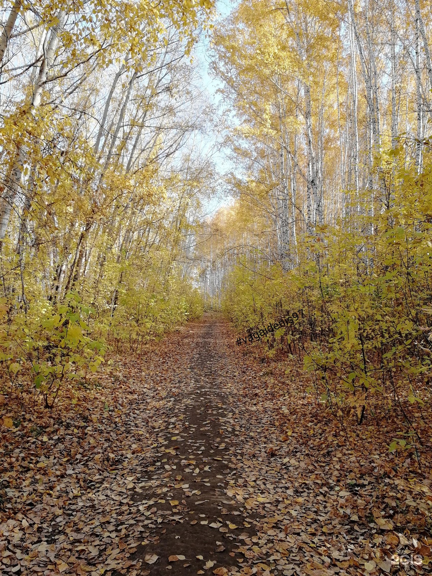 Краснообск парк синягина фото