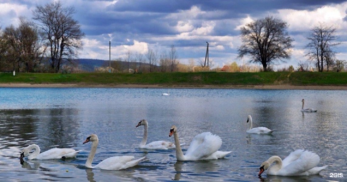 Армавир водохранилище. Водохранилище Армавир 2. Парк Армавир водохранилище. Водохранилище Армавир 1. Лебеди на водохранилище Армавир.