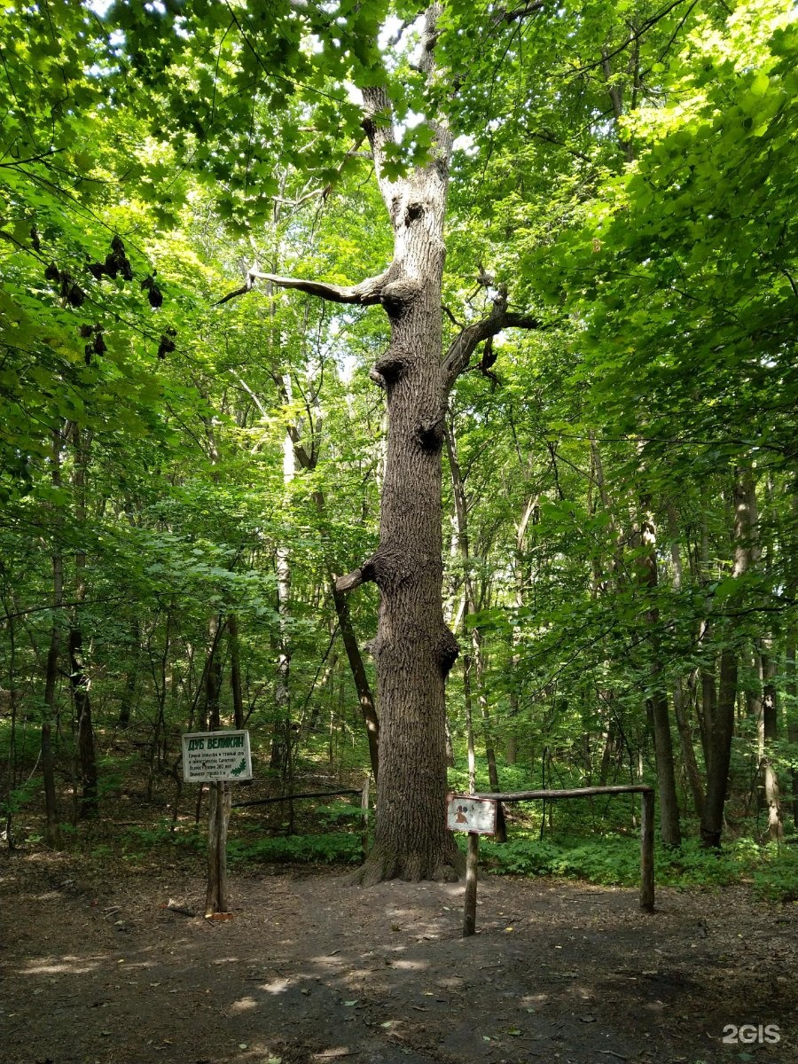 Кумысная Поляна дуб великан