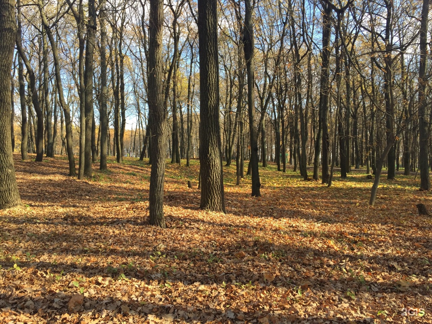 Рузаевка парк культуры. Рузаевский парк. Парк Рузаевка. Город Рузаевка парк. Природа Рузаевка Мордовия.