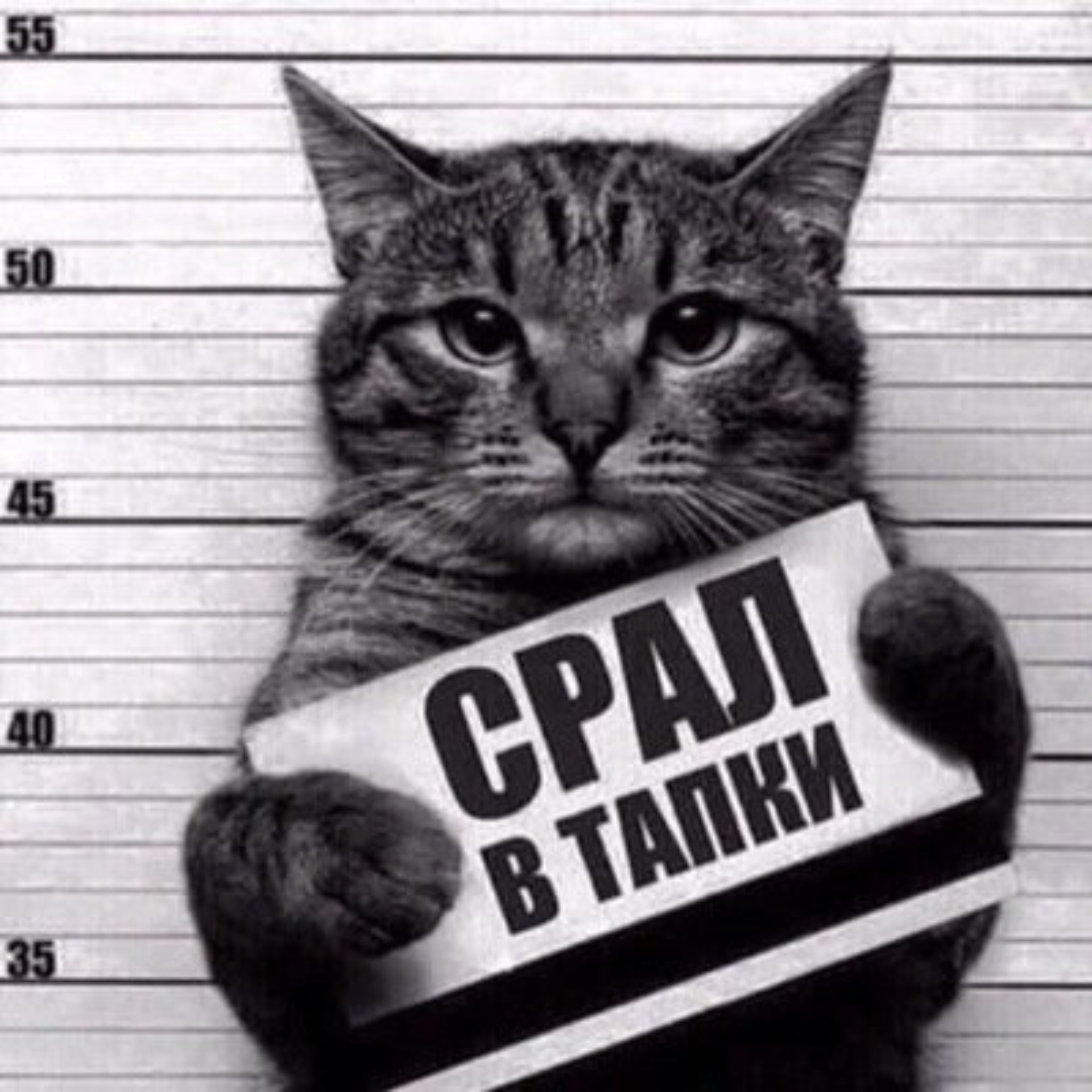 Кот преступник с табличкой