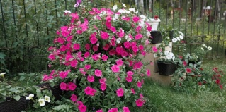 Ласково: Турбаза Комета