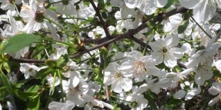 Пересыпь: Гостевой дом Райский уголок