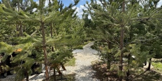 Березовский городской округ: Глэмпинг BamBoo Village