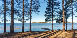 Пряжинский район: Коттедж Pine Land