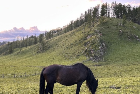 Усть-Кан: Отель Надежда